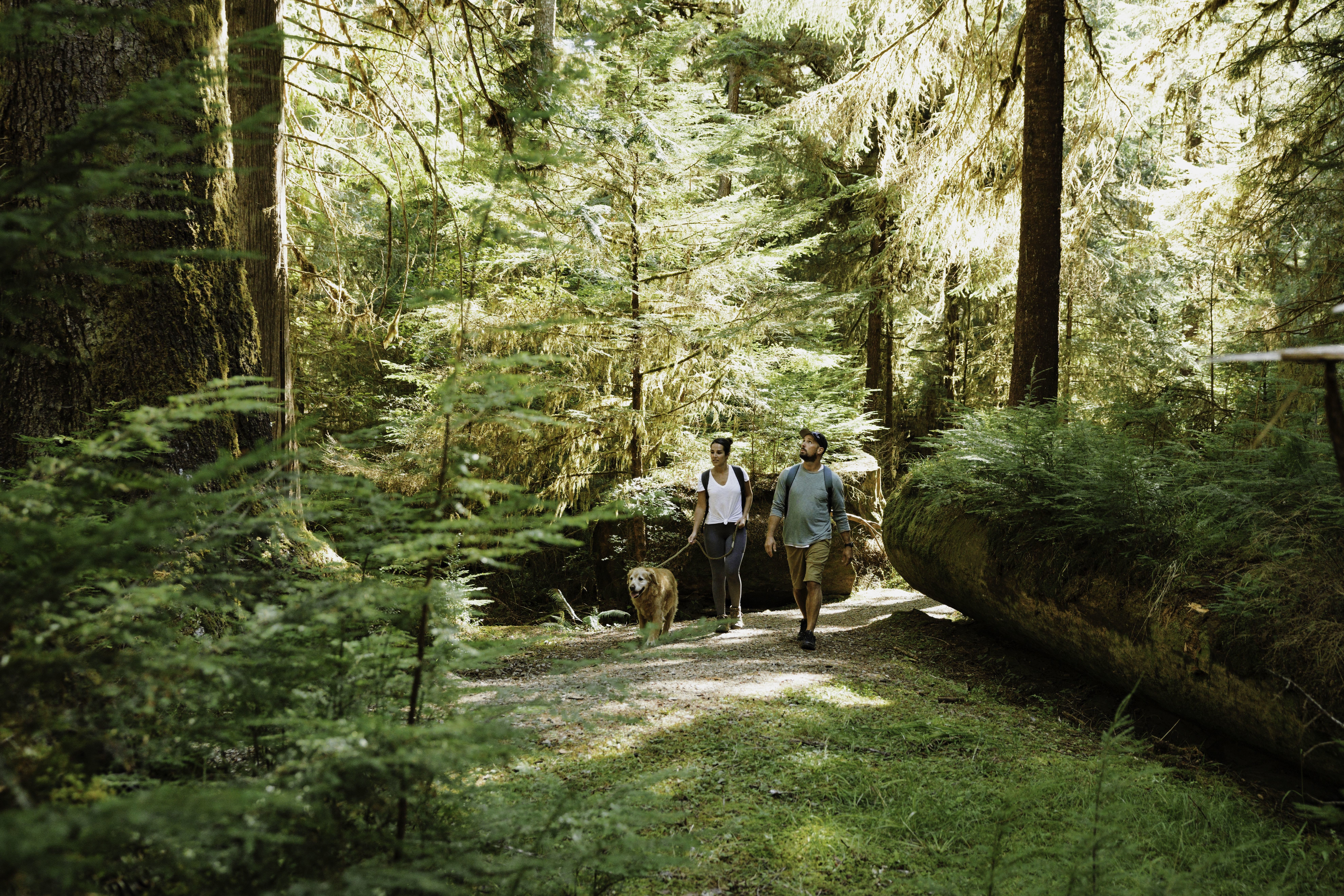 Ein Paar und ein Hund, die in Kanada durch den Wald spazieren