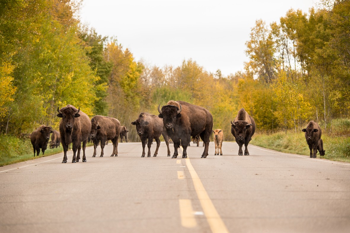 CA Alberta Edmonton 1309 Elk Island