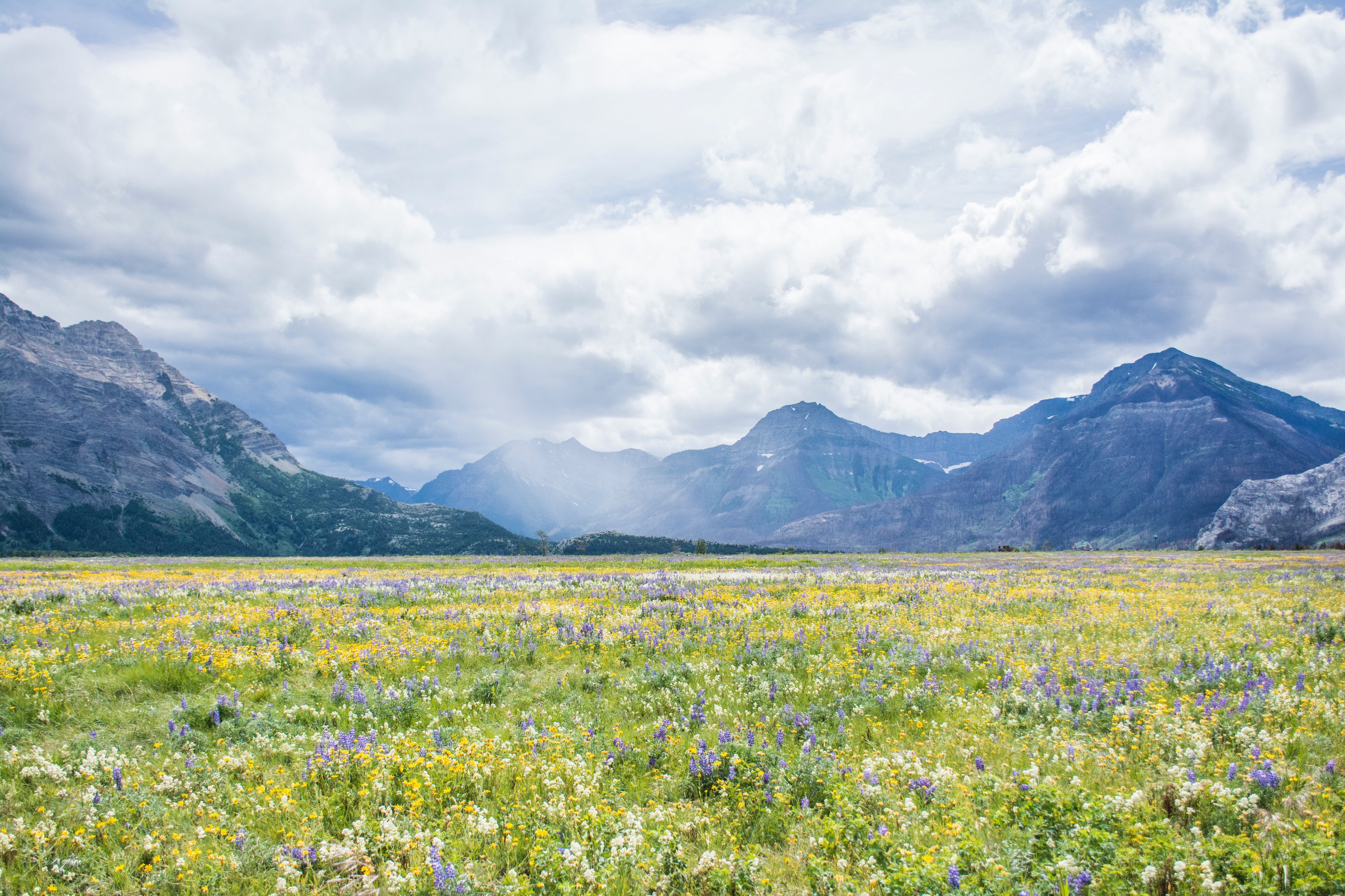 Im Waterton-Lakes-Nationalpark in Kanada blühen Frühlingsblumen vor hoch aufragenden Bergen