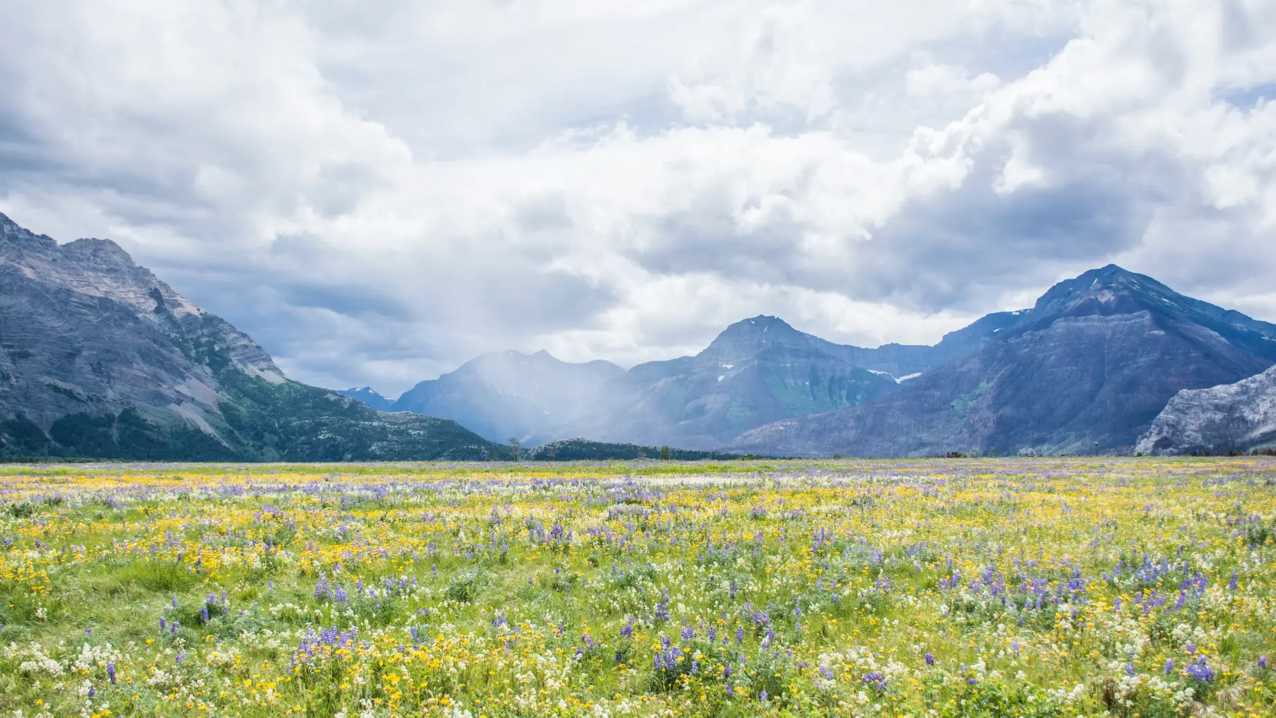 Spring flowers bloom in front of towering mountains in Waterton Lakes National Park, Canada