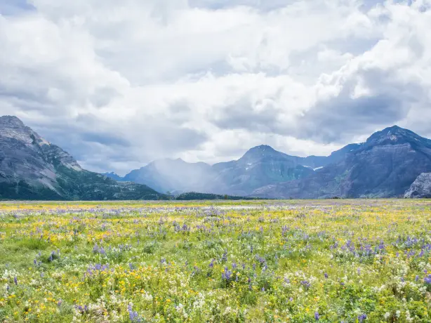 Im Waterton-Lakes-Nationalpark in Kanada blühen Frühlingsblumen vor hoch aufragenden Bergen