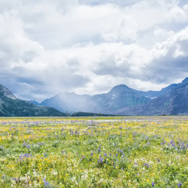 Im Waterton-Lakes-Nationalpark in Kanada blühen Frühlingsblumen vor hoch aufragenden Bergen