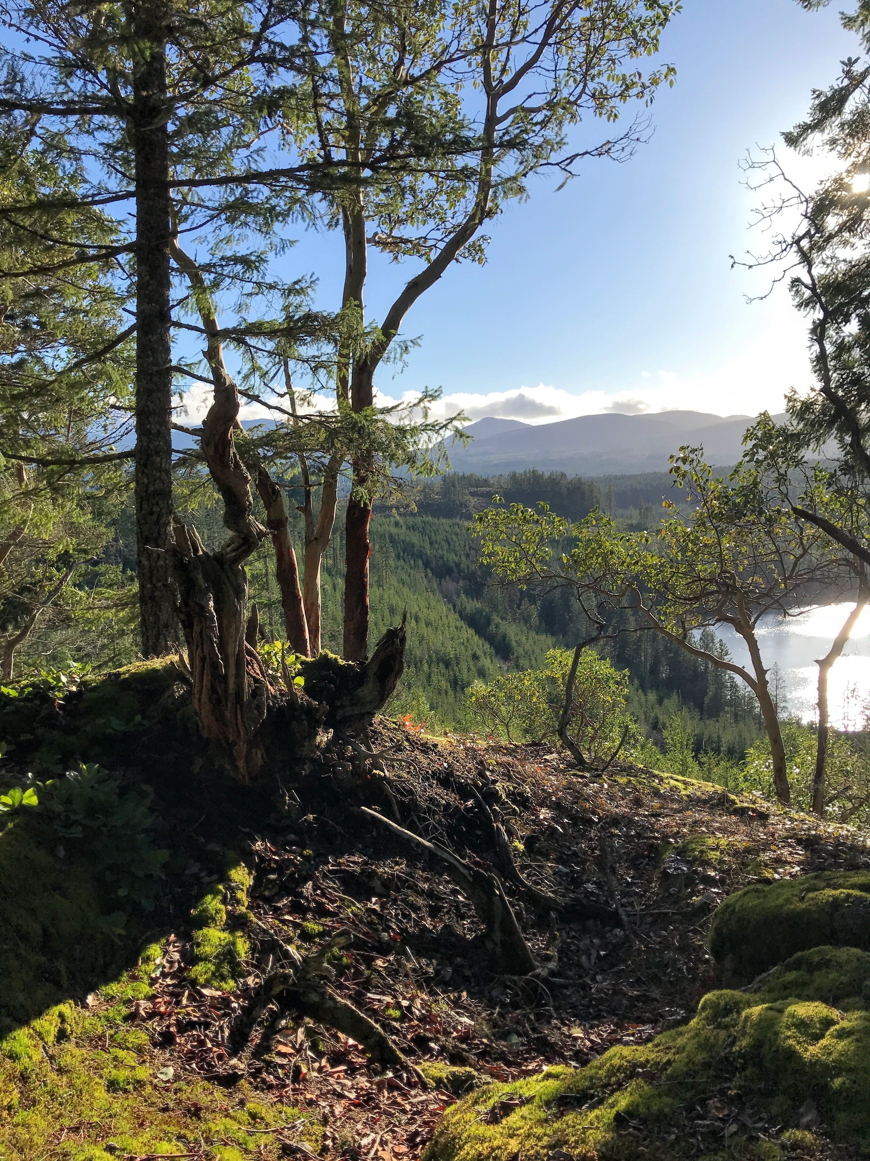 CA BC Vancouver Island Nanaimo forest hike nicoline mann unsplash
