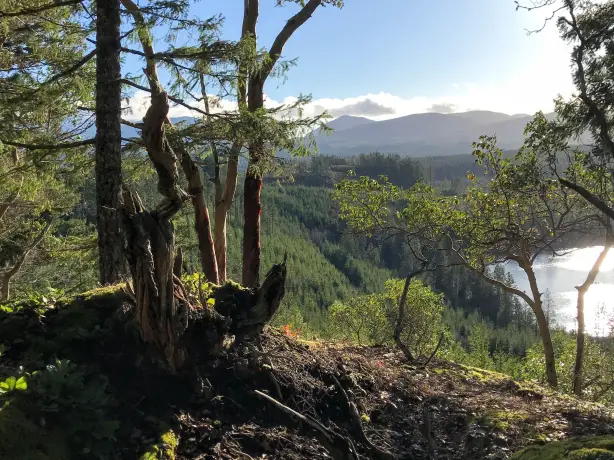 CA BC Vancouver Island Nanaimo forest hike nicoline mann unsplash