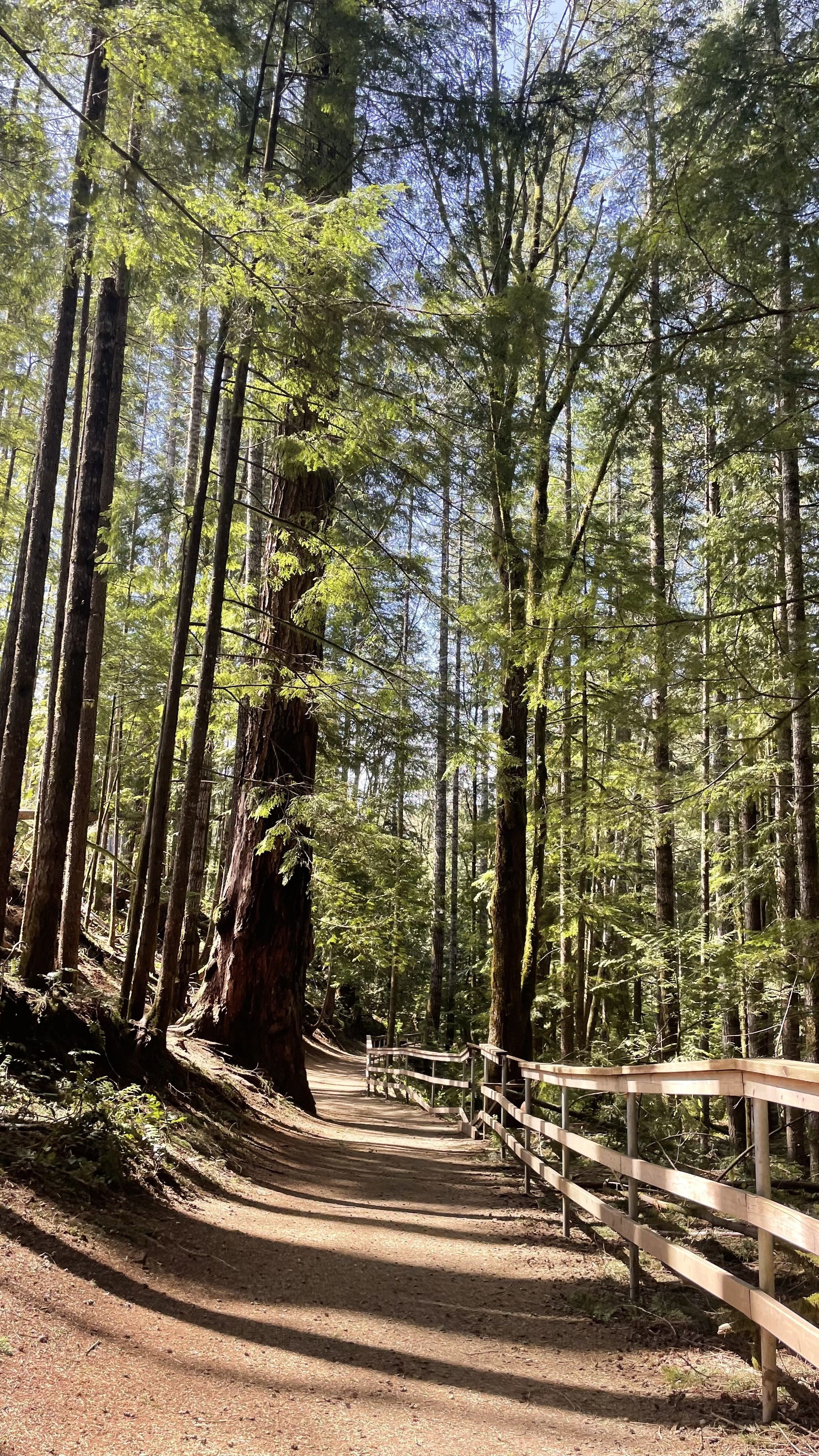CA British Columbia Campbell River forest trail