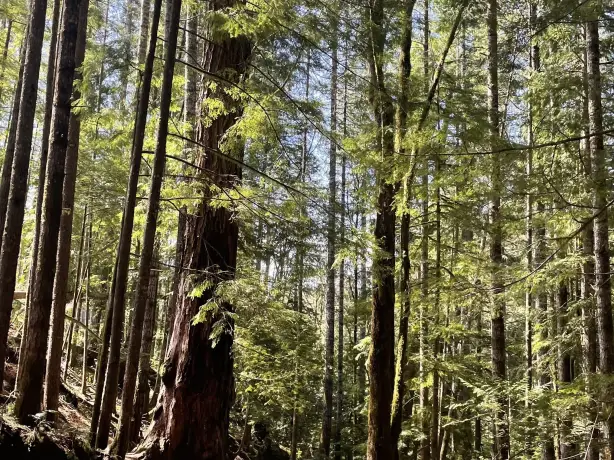 CA British Columbia Campbell River forest trail
