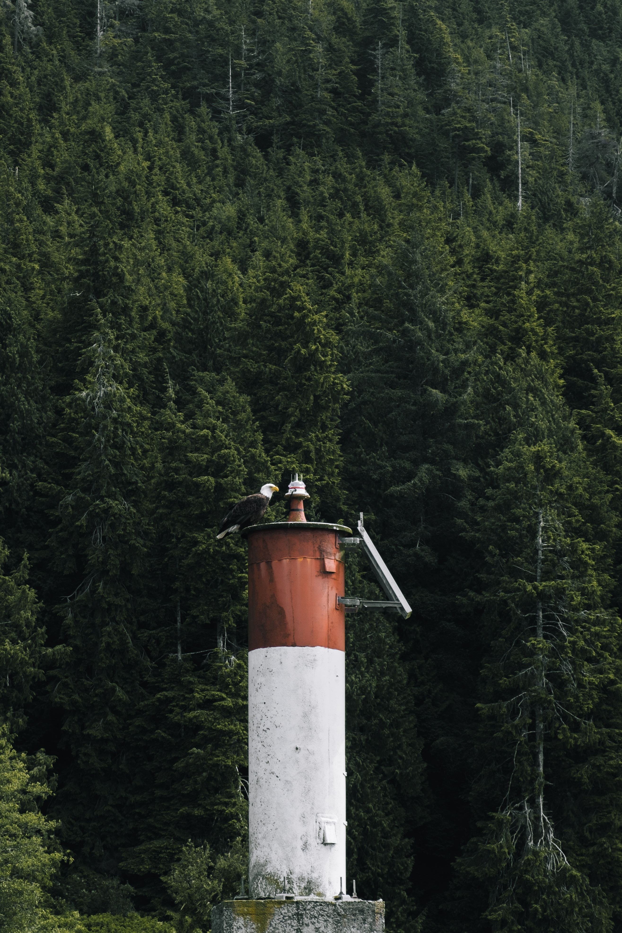 CA British Columbia Pacific Rim National Park wildlife bird suelee wright unsplash