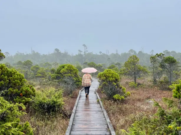 CA British Columbia Pacific Rim National Park boardwalk trail joel wayne unsplash