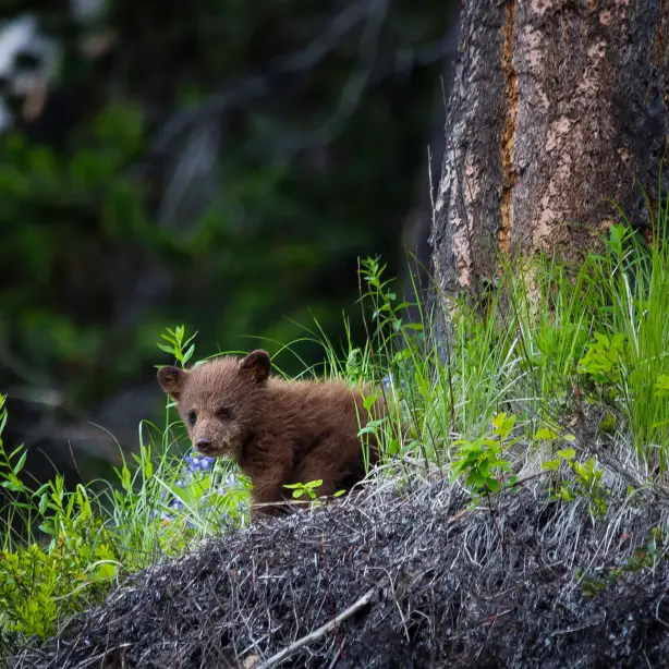 CA British Columbia bear rainforest cub pete nuij unsplash