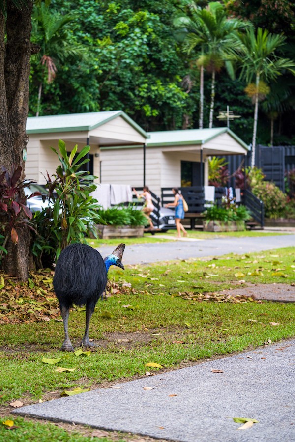 Australien Tropical North Queensland Cassowary Coast Cassowary
