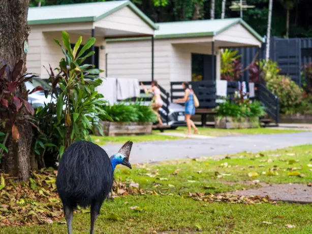Australien Tropical North Queensland Cassowary Coast Cassowary