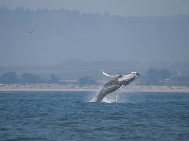 Carmel By Sea Whale Watching Picture family Cesar