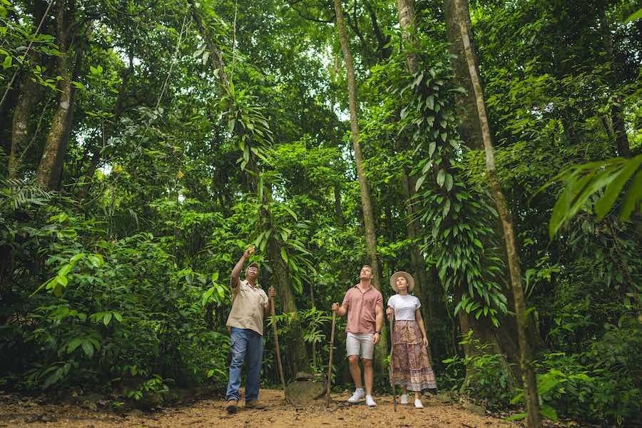 Australien Tropical North Queensland Daintree Dreamtime Walk