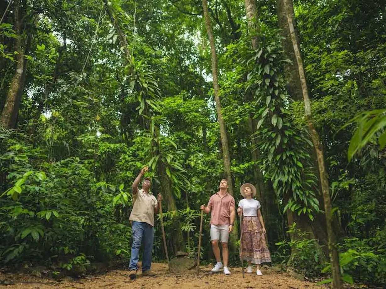Australien Tropical North Queensland Daintree Dreamtime Walk