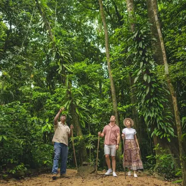 Australien Tropical North Queensland Daintree Dreamtime Walk