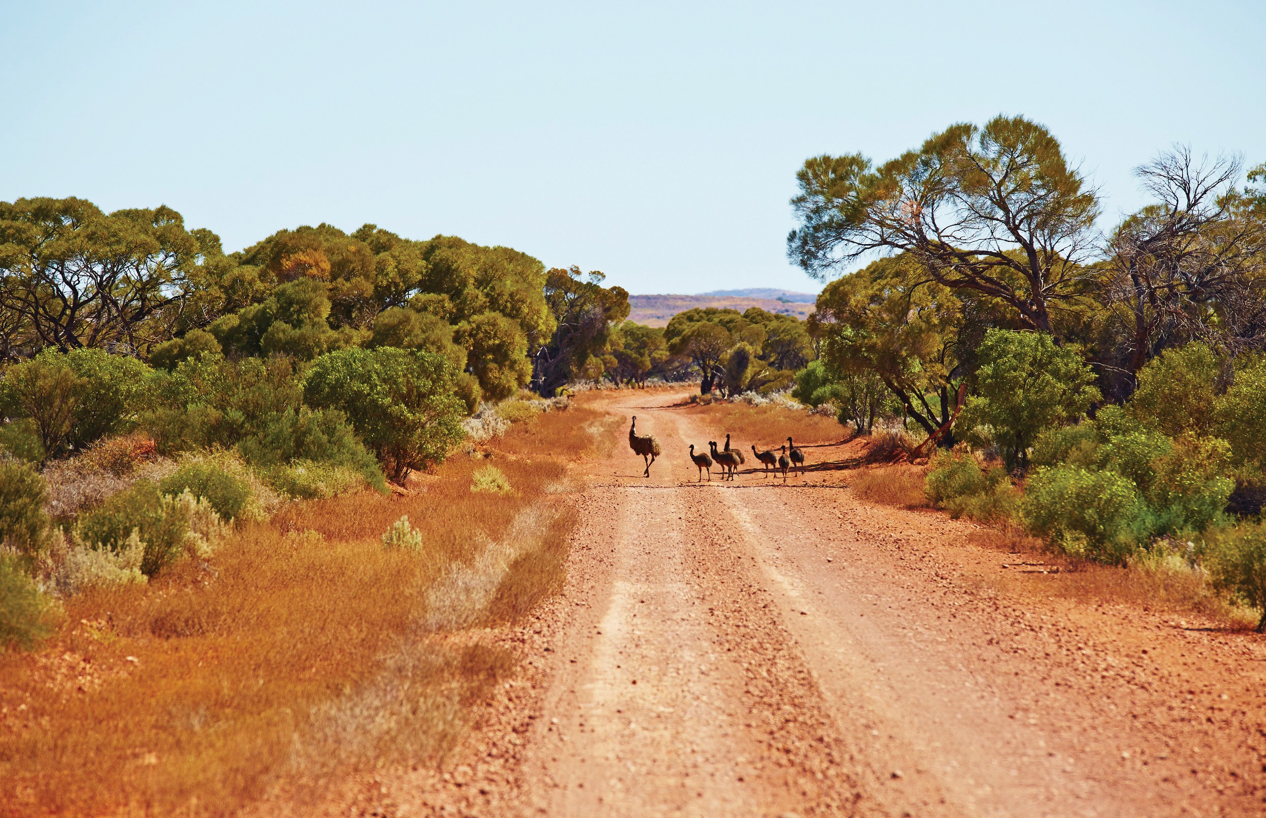 aus - sa - Gawler Ranges National Park - Emus