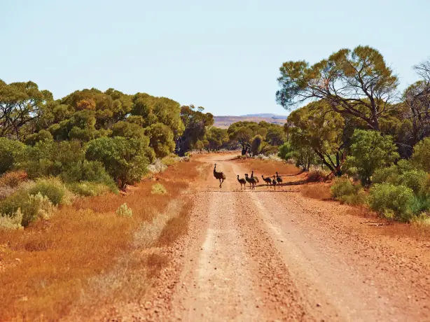 aus - sa - Gawler Ranges National Park - Emus
