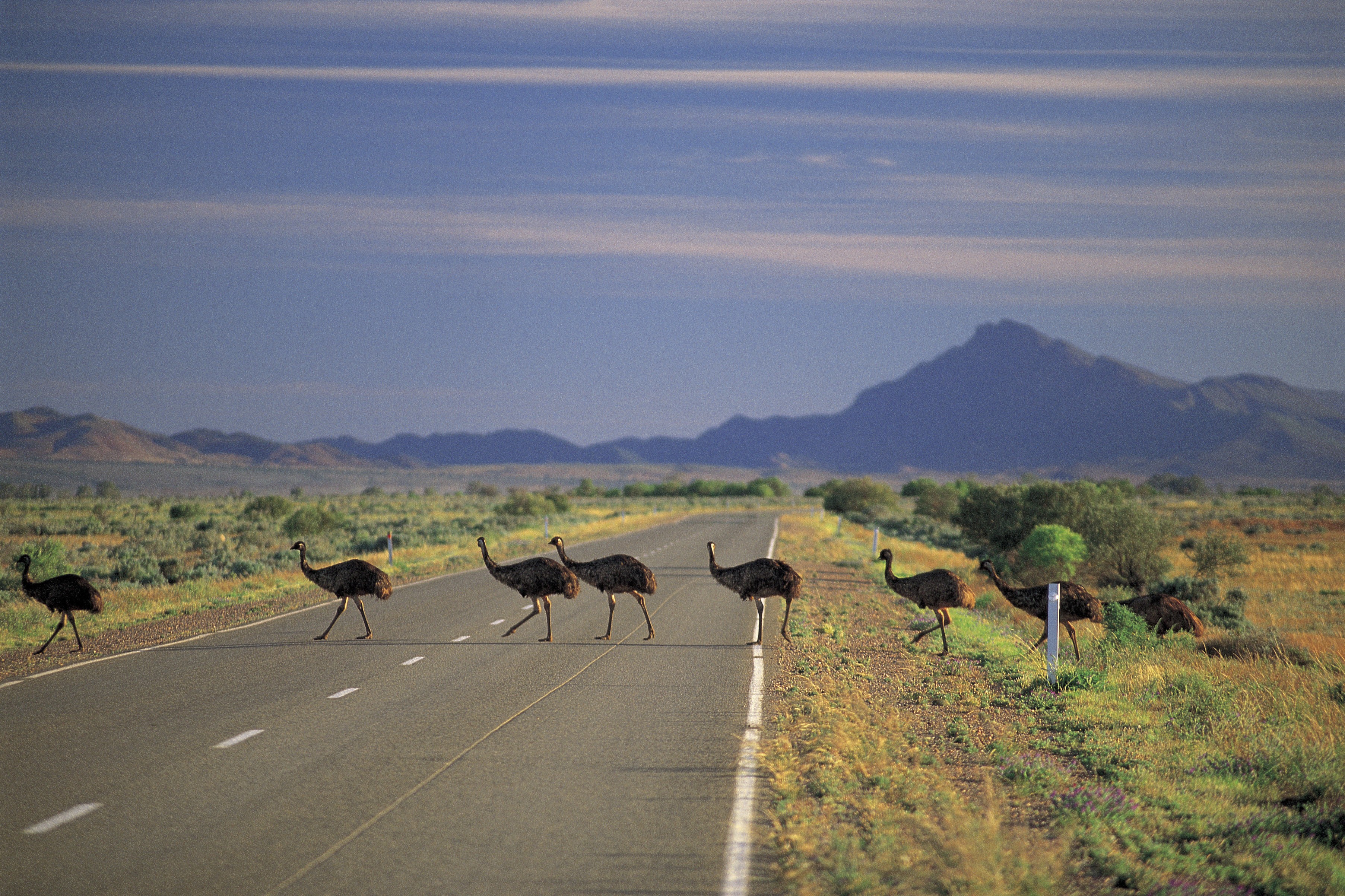 A group of emus cross the road in Flinders Ranges National Park, South Australia