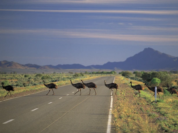 A group of emus cross the road in Flinders Ranges National Park, South Australia