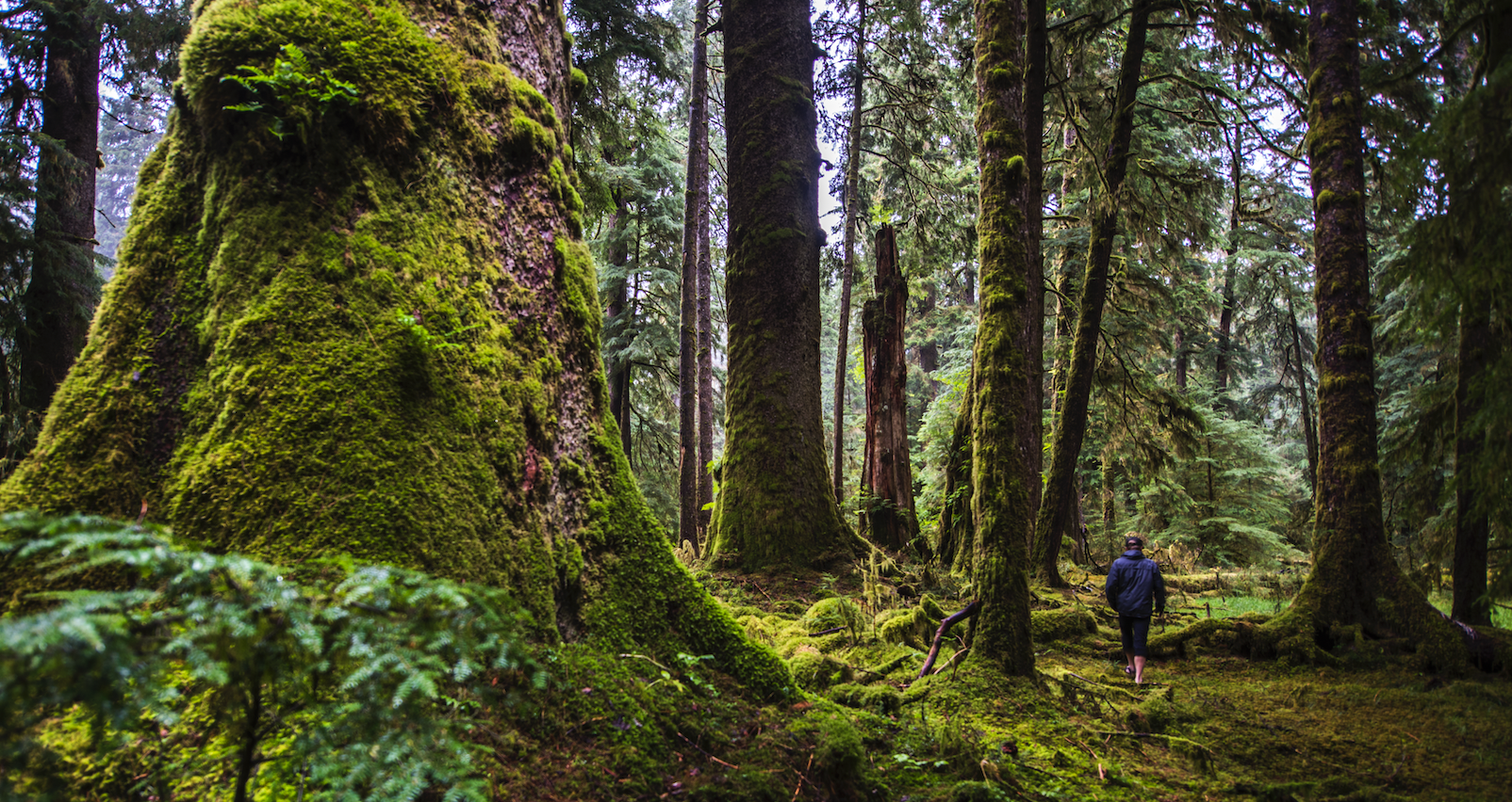 Kanada British Columbia Haida Gwaii regenwald