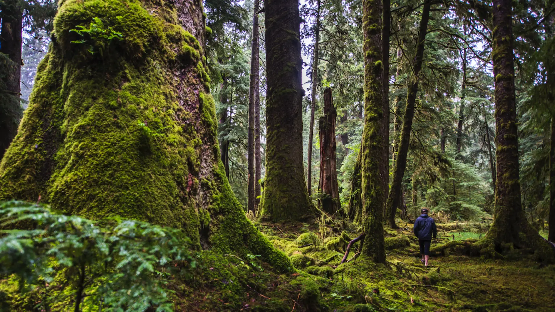 Kanada British Columbia Haida Gwaii regenwald