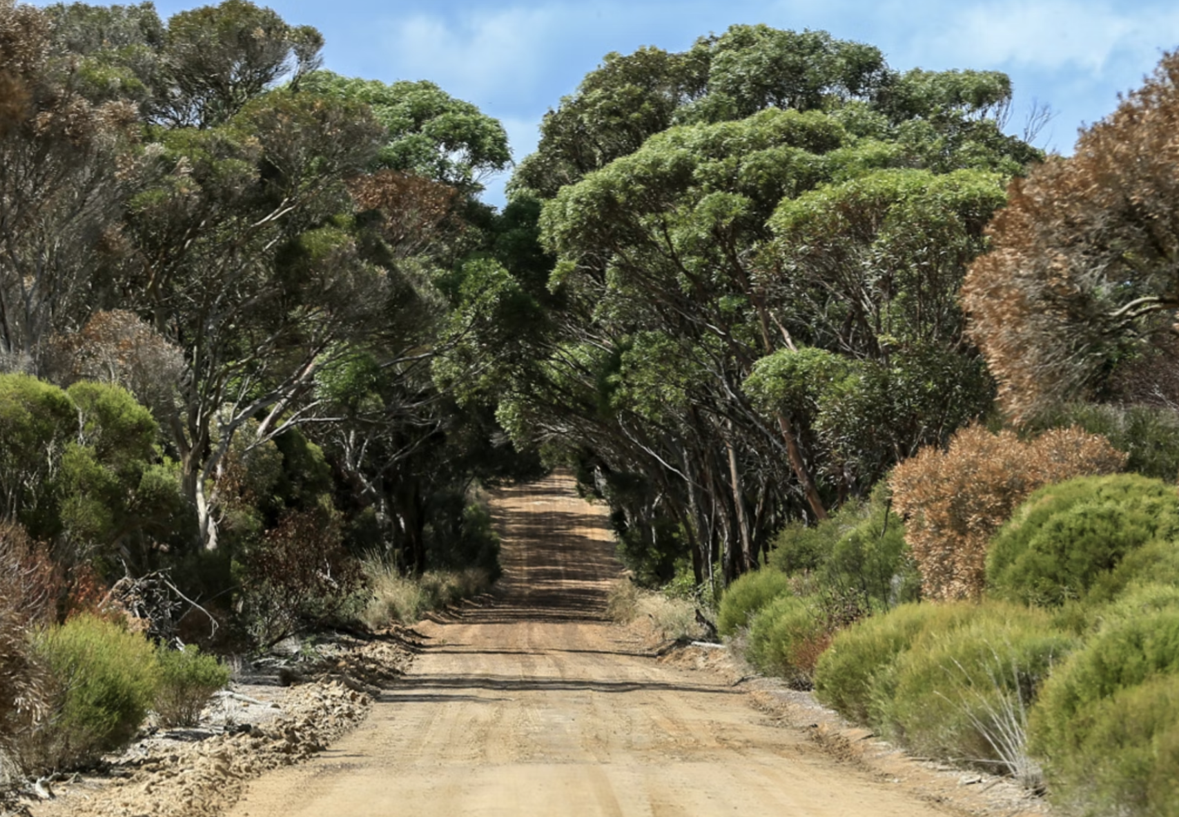 Kangaroo Island Bushland