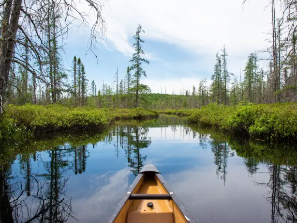 De achtersteven van een kano die door de wateren van het Algonquin Provincial Park glijdt, omringd door groen