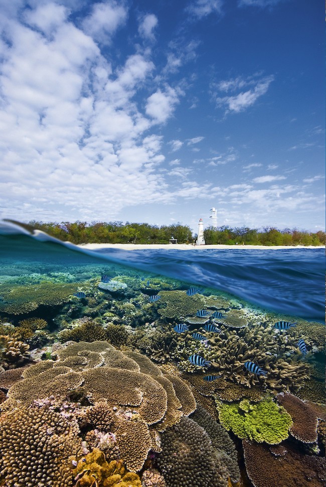 Australien Queensland Lady Elliot Island