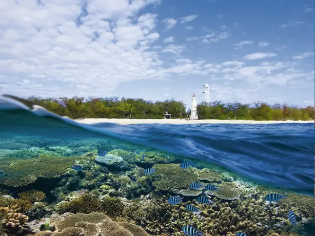 Australien Queensland Lady Elliot Island