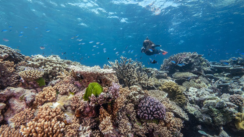 Reef Snorkel