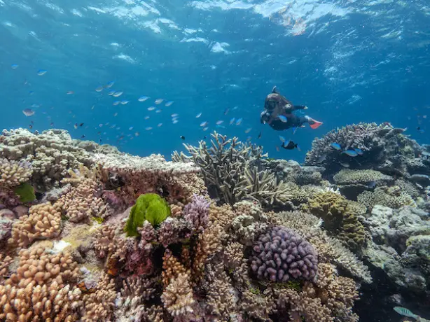 Reef Snorkel
