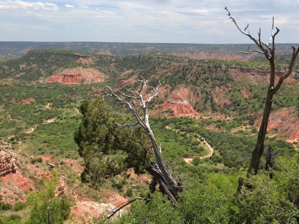 Blick auf grün bewachsenes Tal des Palo Duro Canyon
