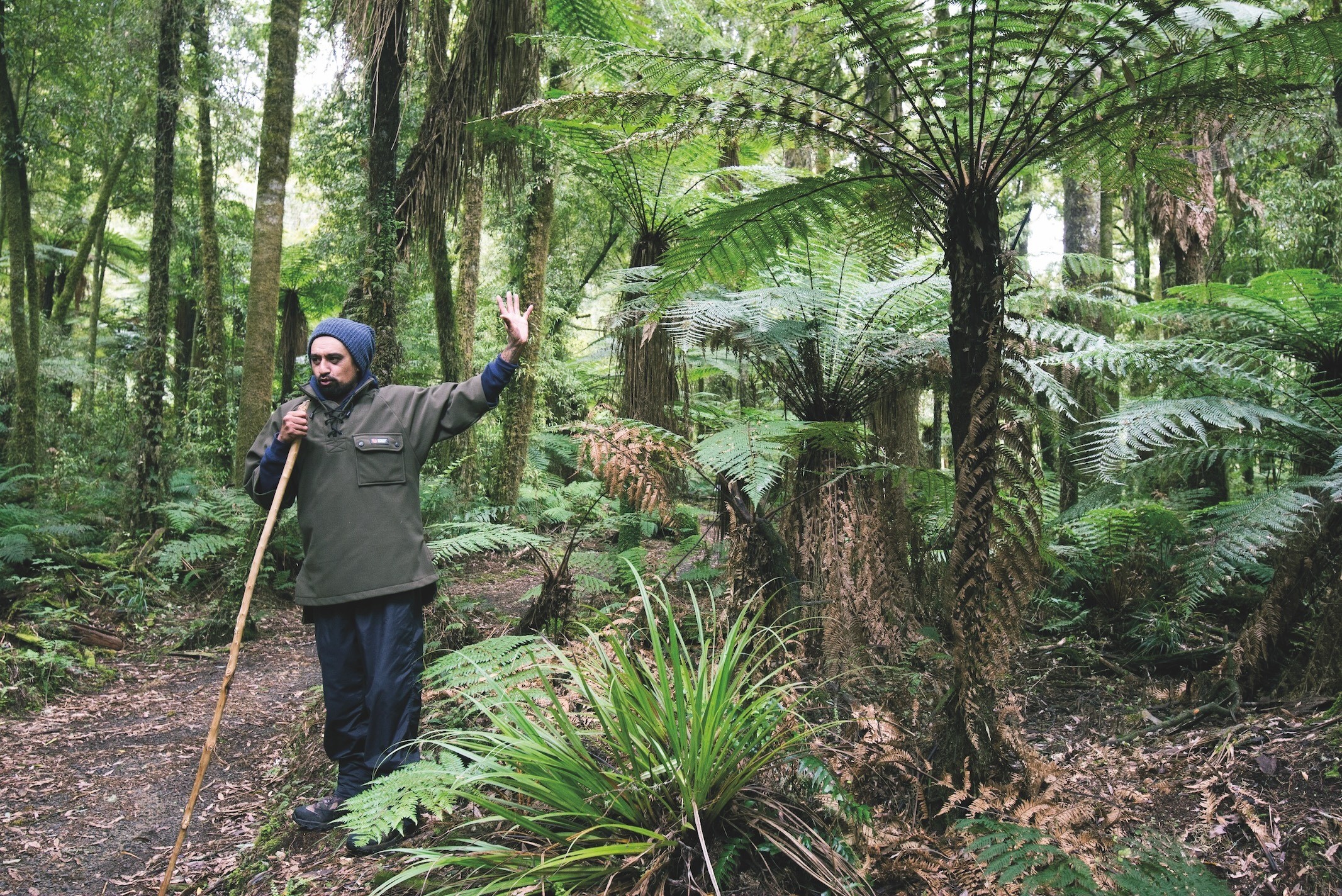 Te Urewera Local Maori guide tells about the rainforest