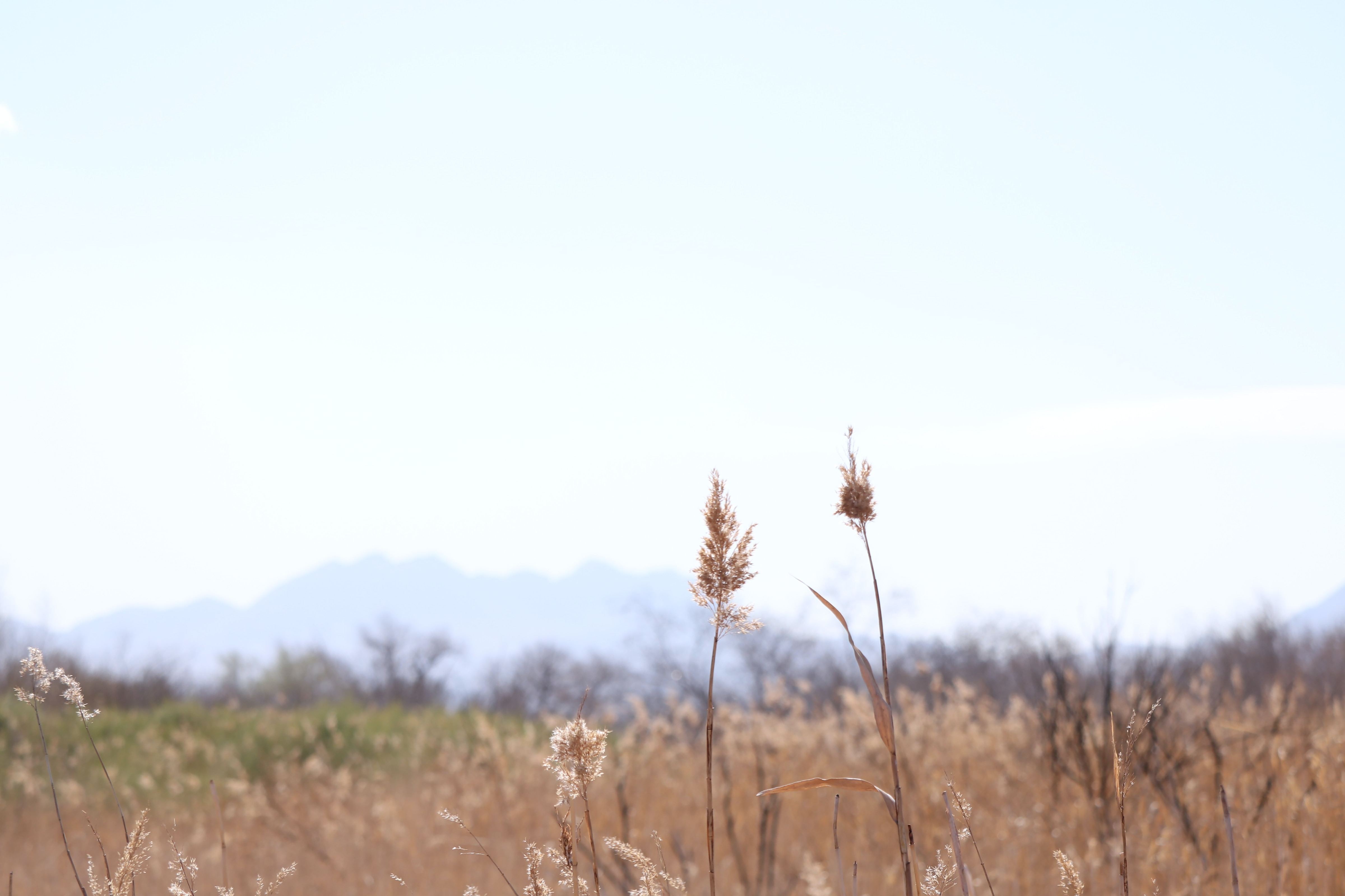 US Nevada Las Vegas wetlands trail bees and green tea unsplash