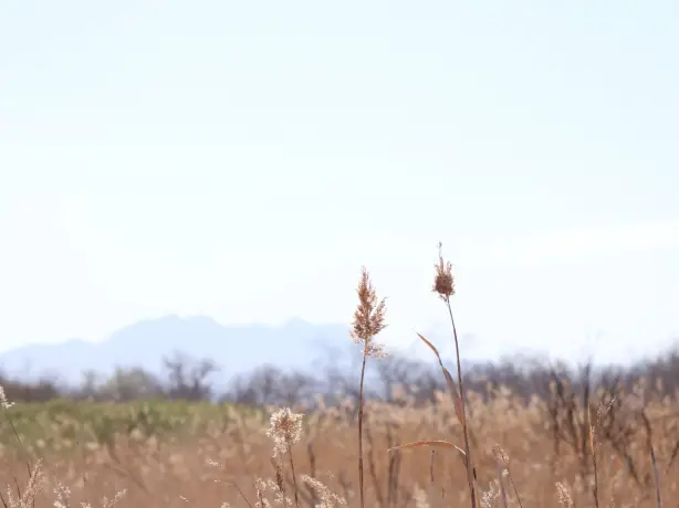US Nevada Las Vegas wetlands trail bees and green tea unsplash