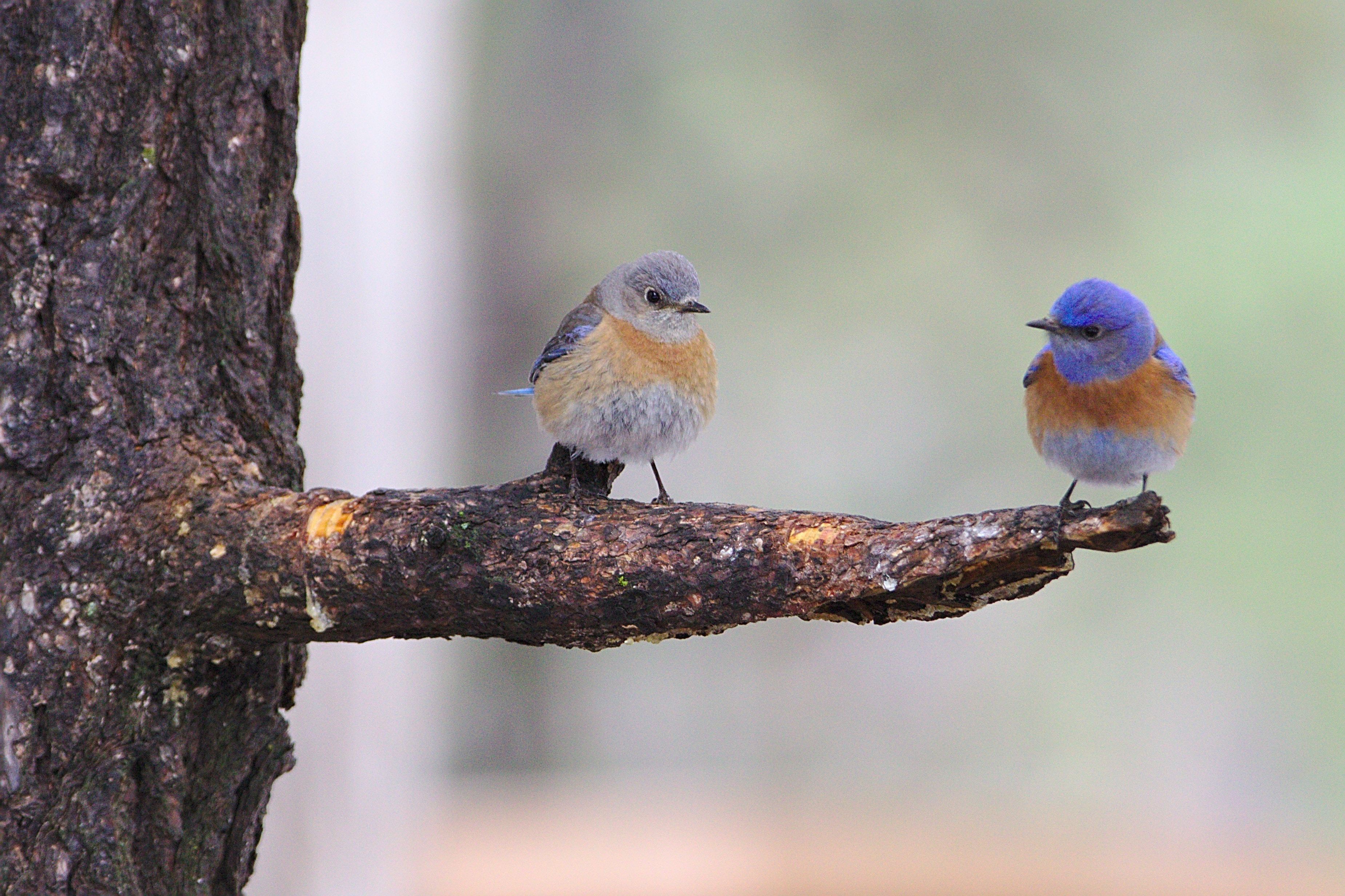 US Arizona Grand Canyon wildlife birds benoit gauzere unsplash