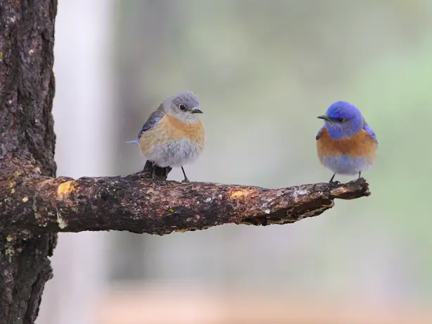 US Arizona Grand Canyon wildlife birds benoit gauzere unsplash