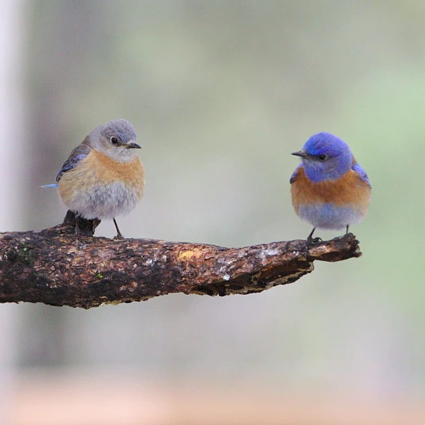 US Arizona Grand Canyon wildlife birds benoit gauzere unsplash