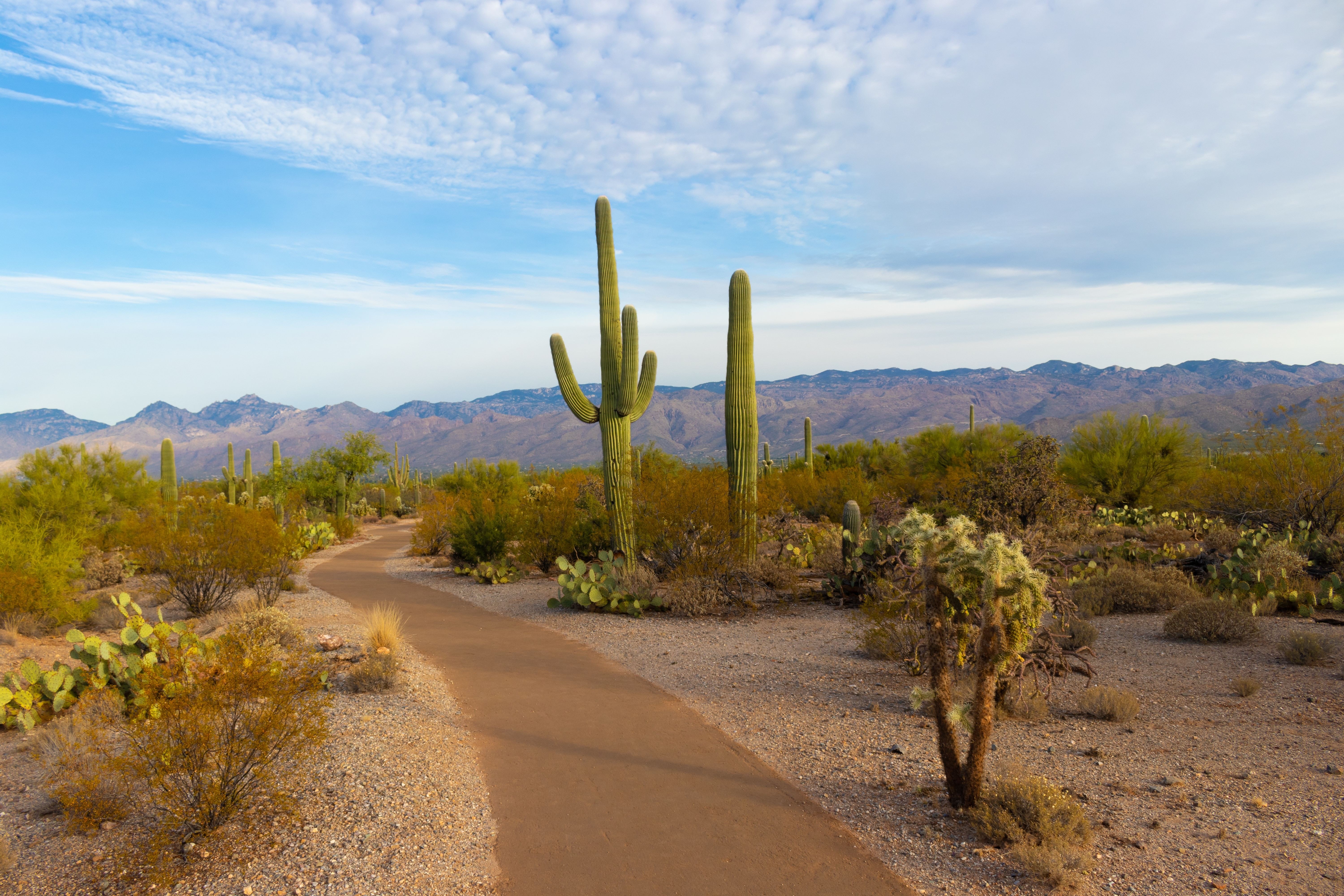 US Arizona Saguaro National Park christoph von gellhorn unsplash