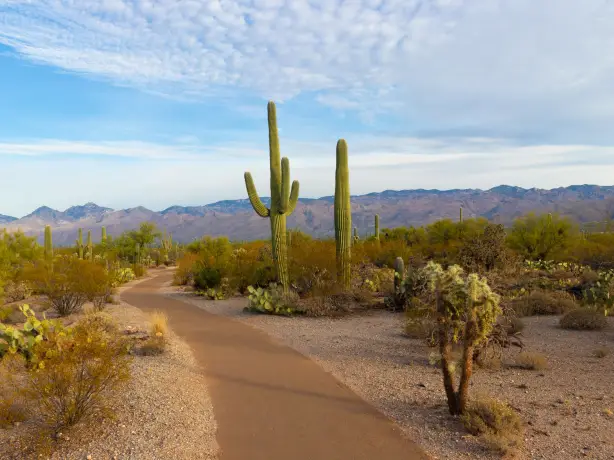 US Arizona Saguaro National Park christoph von gellhorn unsplash