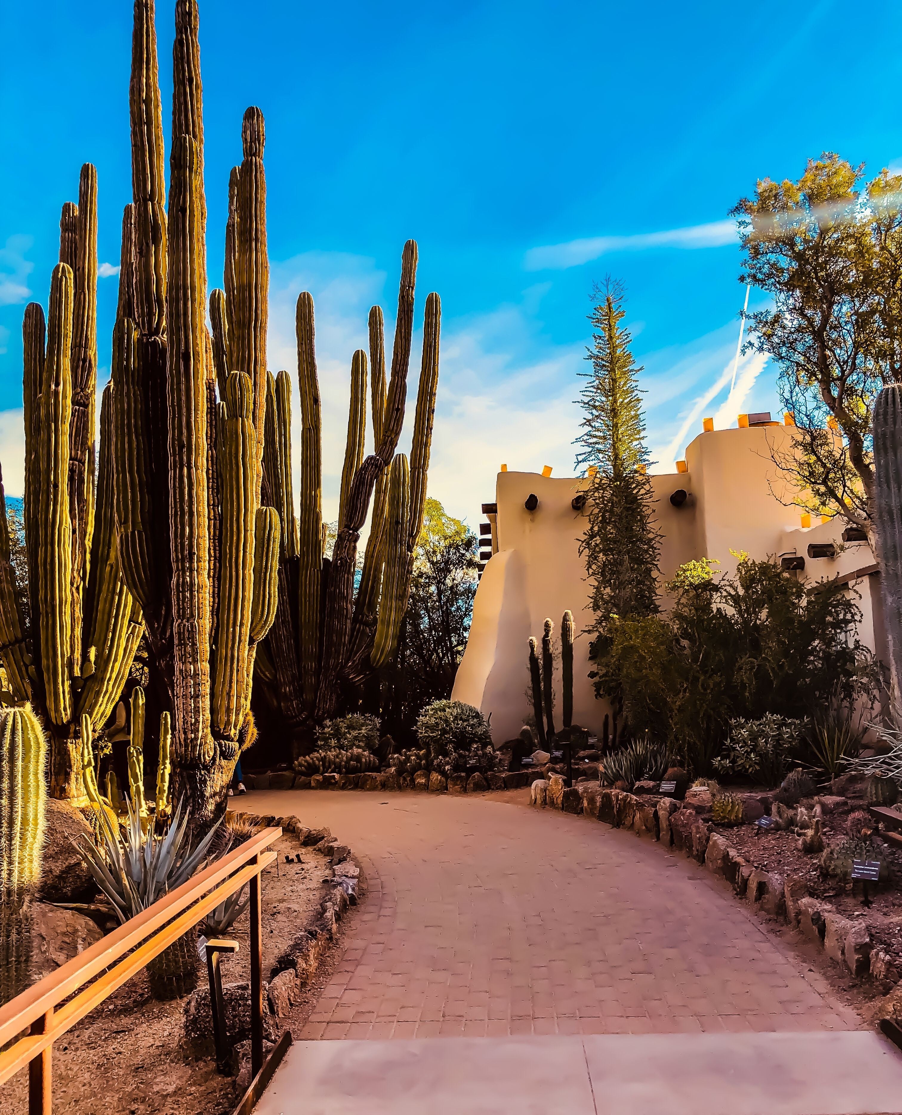 US Arizona Phoenix desert botanical garden nichole granja unsplash