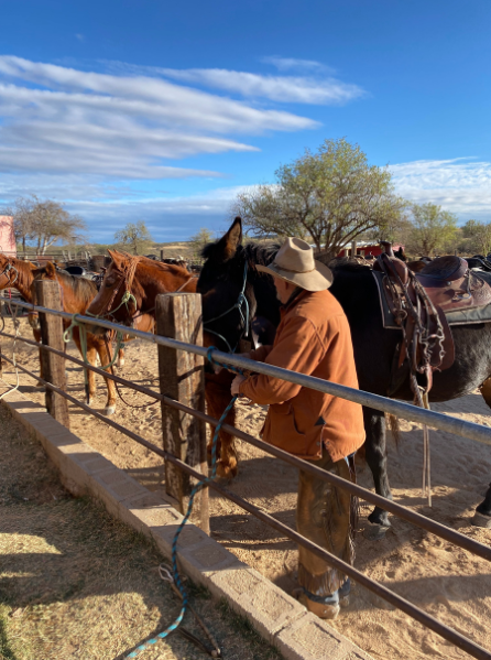 US Arizona Tucson horses