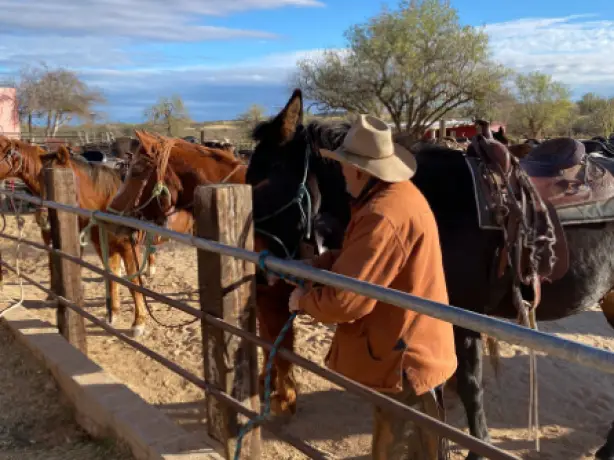 US Arizona Tucson horses