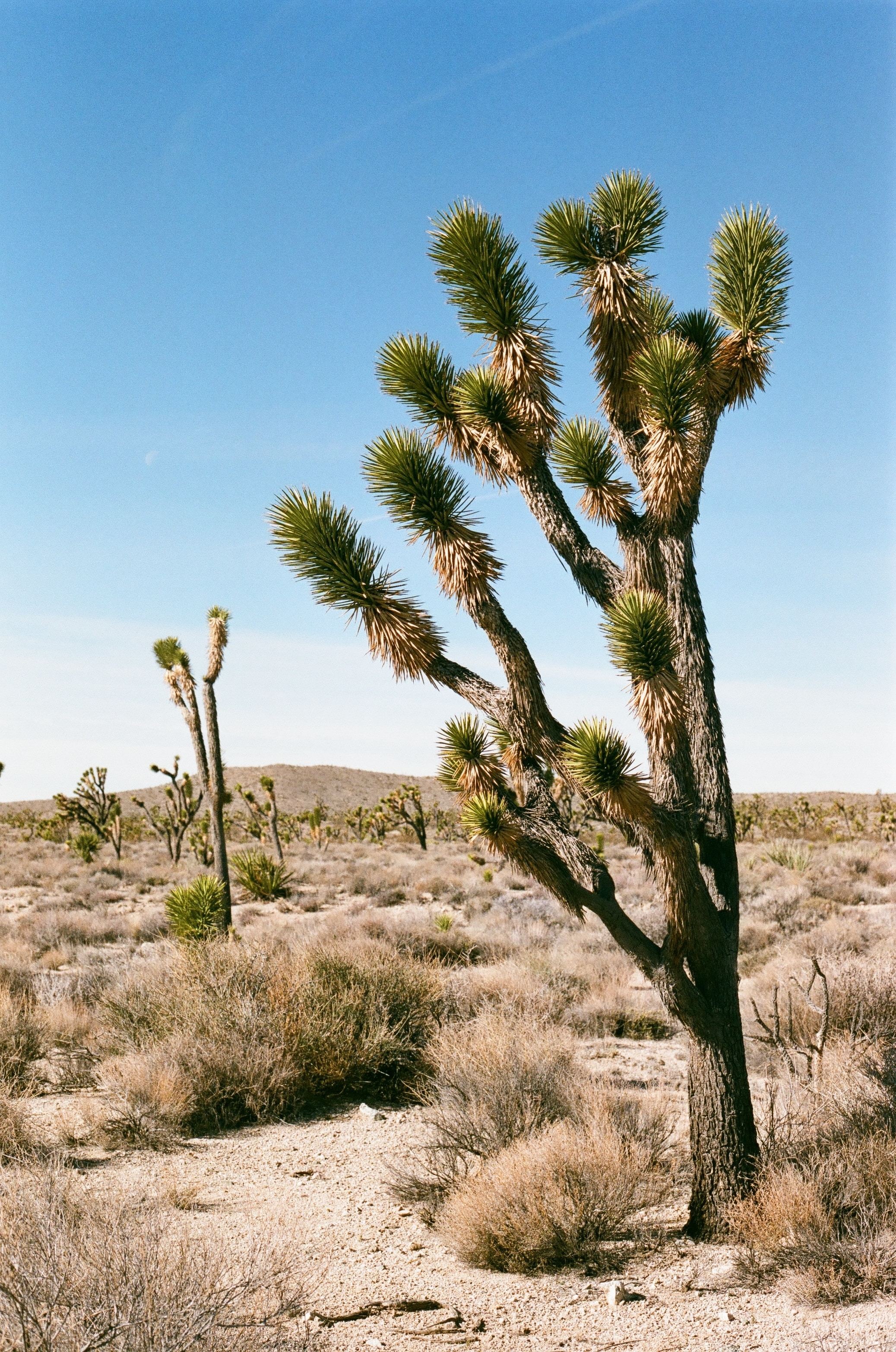 US California Joshua Tree NP flora tree mark west unsplash