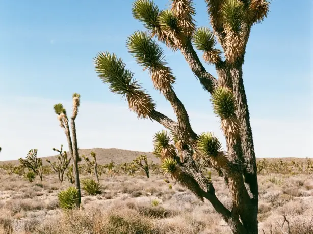 US California Joshua Tree NP flora tree mark west unsplash