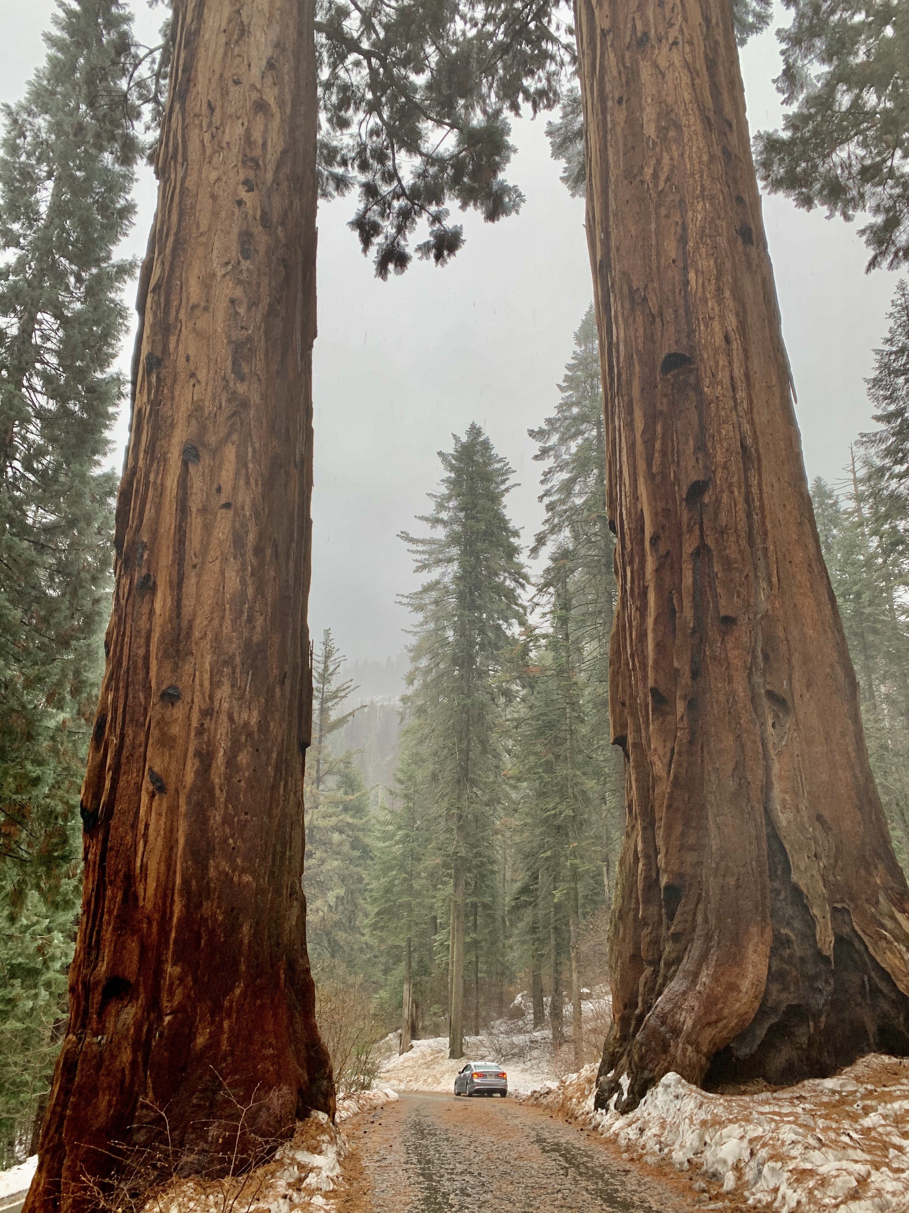 US California Sequoia Kings Canyon National Park tall redwood trees