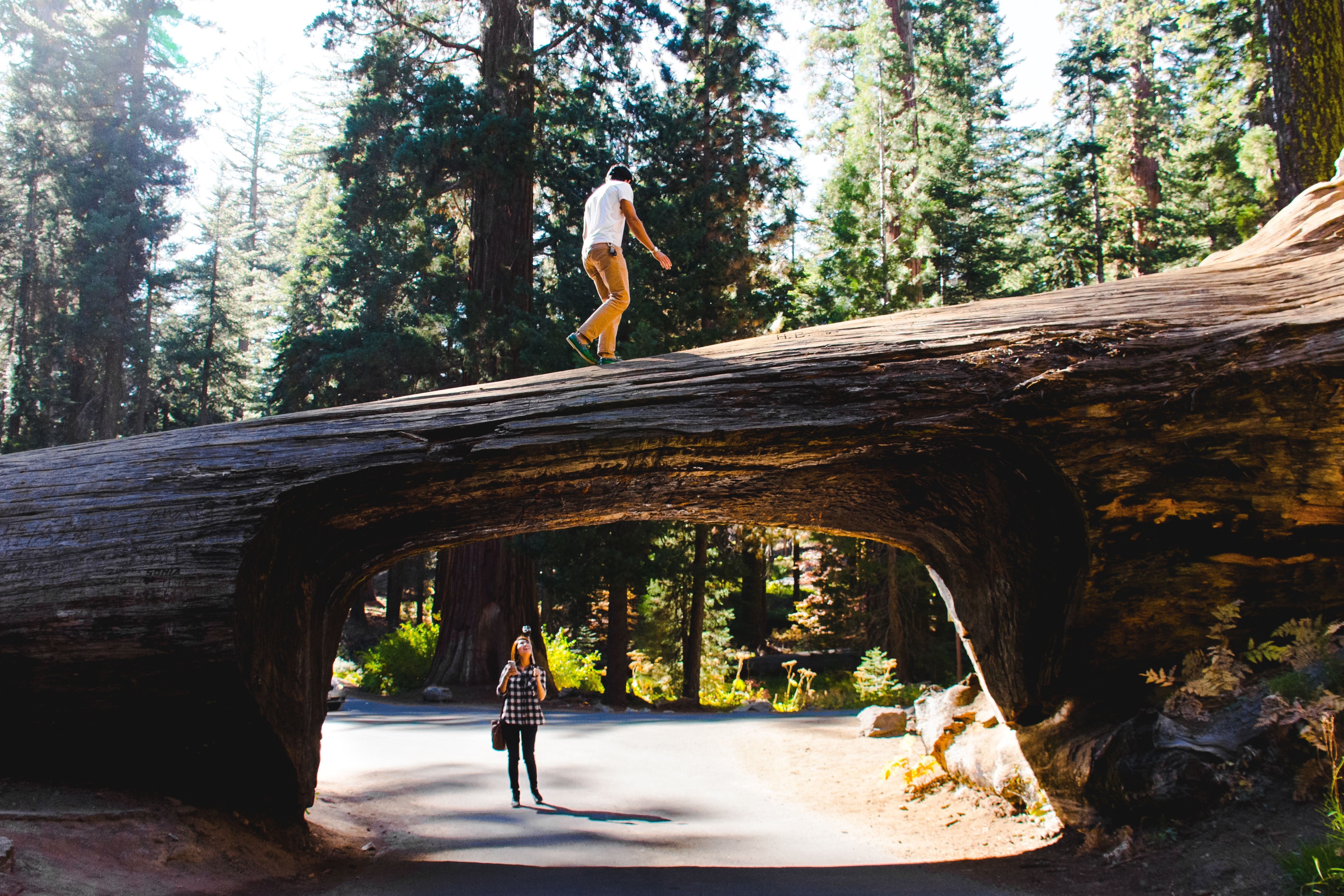 US California Sequoia Kings Canyon National Park tree tunnel zachary tan unsplash