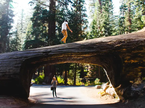 US California Sequoia Kings Canyon National Park tree tunnel zachary tan unsplash