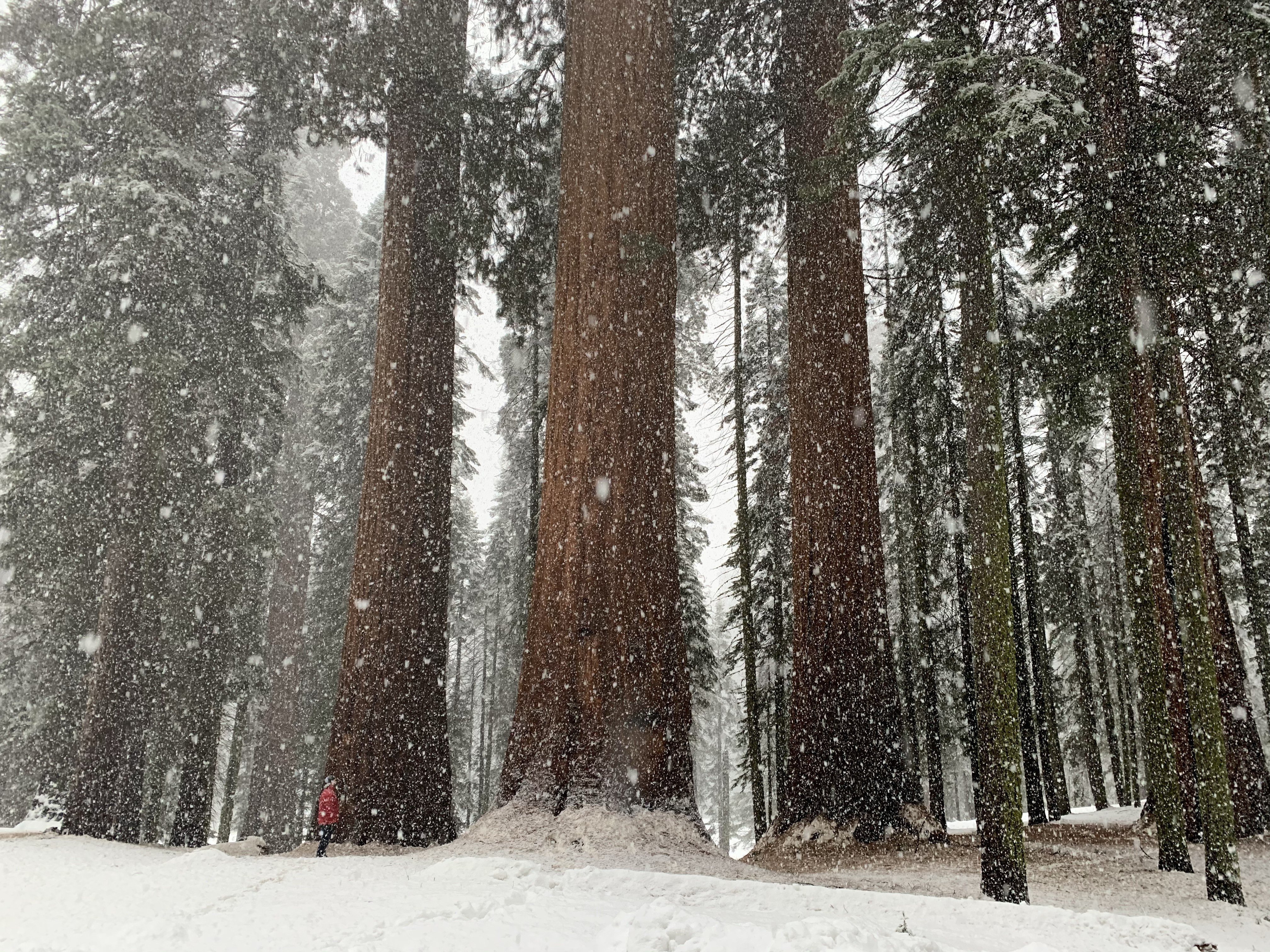 US California Sequoia Kings Canyon National Park winter snow