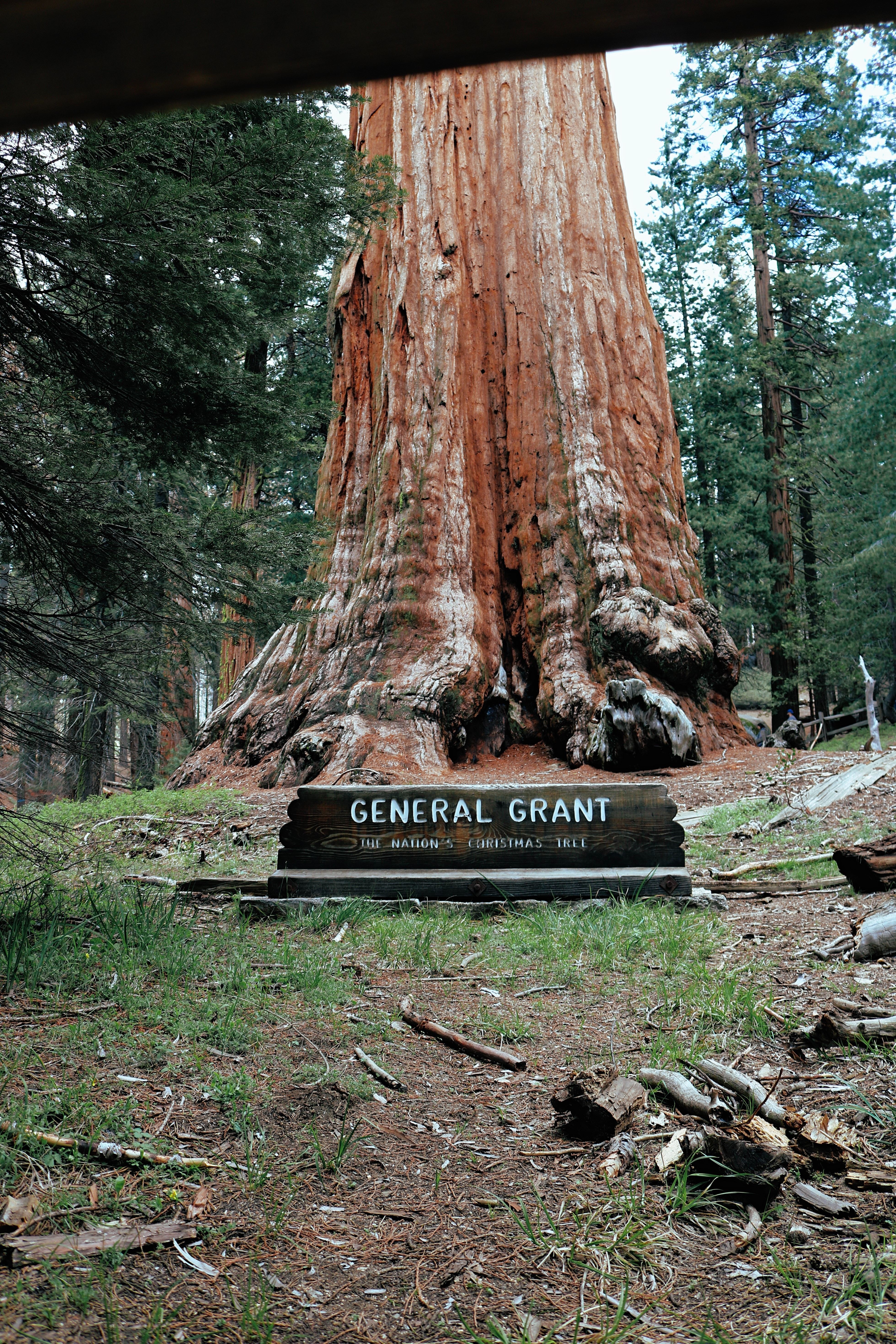 US California Sequoia Kings Canyon National Park Giant Sherman Tree james lee unsplash